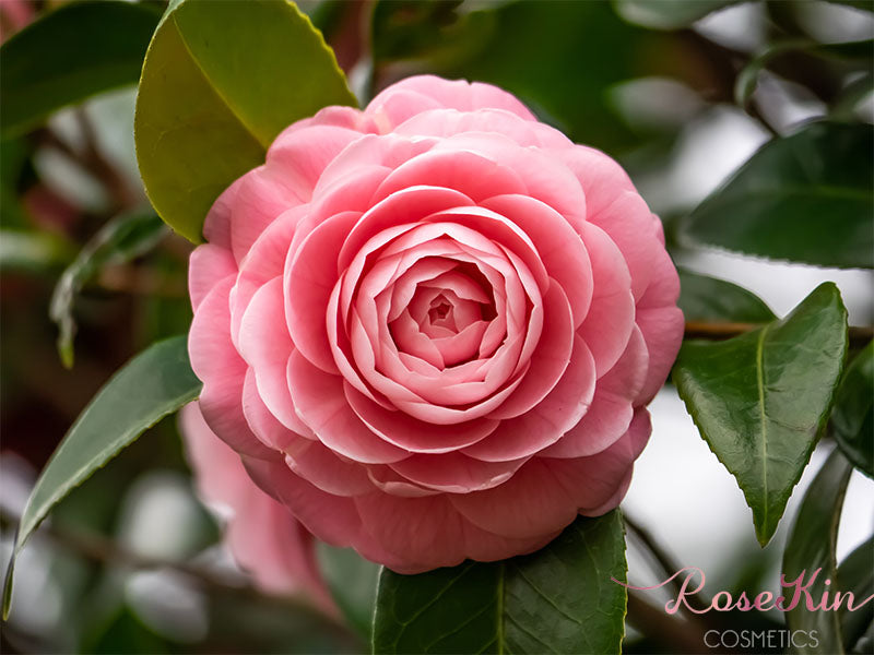 Protect and nourish your skin with Camellia Japonica Seed Oil