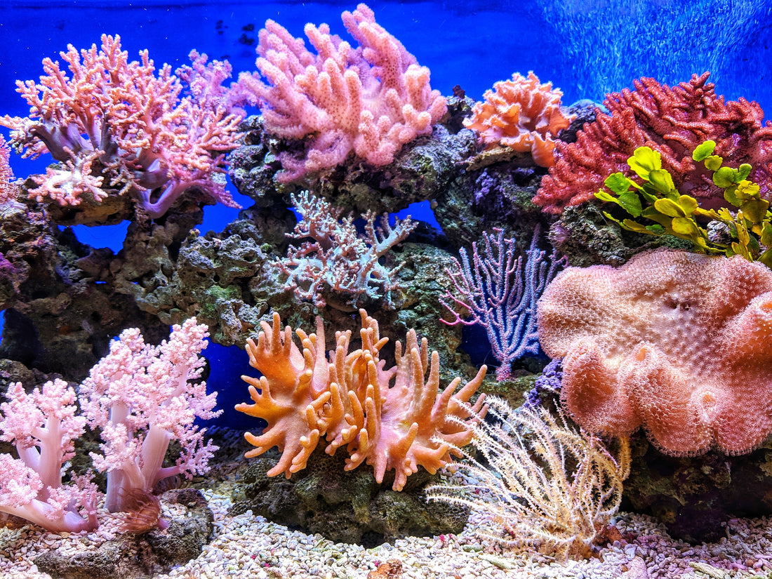 There is no such thing as reef friendly