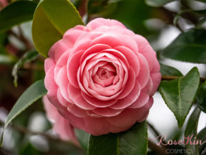 Image of the Japonica flower from Japan